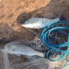 Fishing Cast Net Bait Trap Easy Throw Heavy Duty Hand Cast Net with Chain Sinker Bottom Spread - 6FT